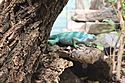 Lizard at the Reptile House.jpg