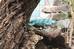 Lizard at the Reptile House