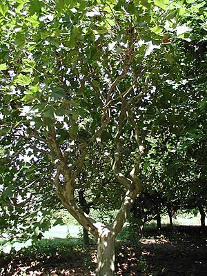 Londonplane3