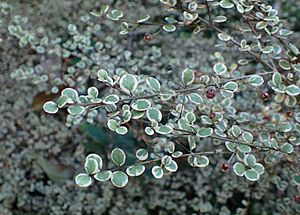 Lophomyrtus × ralphii kz2
