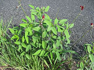 Macroptilium lathyroides habit5 (10356701124).jpg