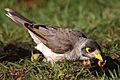 Manorina melanocephala with mealworm