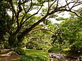 McBryde Garden, Kauai, Hawaii - stream view