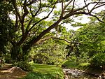 McBryde Garden, Kauai, Hawaii - stream view.JPG