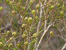 Melaleuca zeteticorum buds