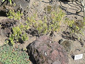 Micromeria pineolens - Botanischer Garten, Frankfurt am Main - DSC03165.JPG