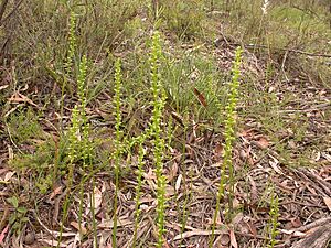 Microtis parviflora - Flickr 003
