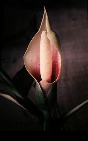Montrichardia arborescens - flower - Suriname.jpg