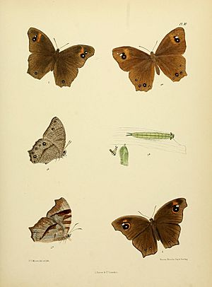 MooreThe Lepidoptera of CeylonPlate10
