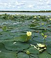 Nelumbo lutea, American lotus at Dixon Waterfowl Refuge