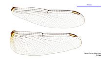 Neurothemis oligoneura female wings (34216354094)