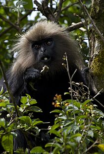 Nilgiri langur (1) by N. A. Naseer