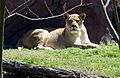 Norfolk Zoo Lioness