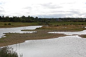 Lapwing and geese on a gravel spit, in a shallow lake, with grass, trees and hedgerows behind; on an overcast day.