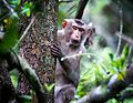 Northern pig-tailed macaque, Satchari National Park 03