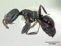 Ochetellus glaber casent0178874 profile 1