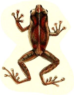 Oreophryne celebensis (Müller, 1894) - variant 2