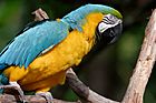 Parrot (macaw)