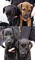 Patterdalepuppies