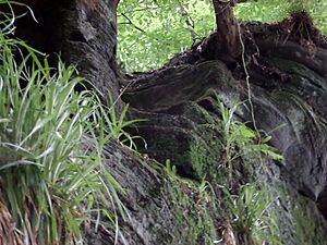 Peden's Cave steps, River Lugar, Auchenbay, East Ayrshire, Scotland
