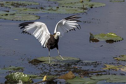 Pheasant-tailed jacana (Hydrophasianus chirurgus) landing