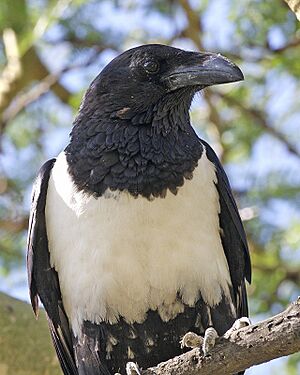 Pied Crow (Corvus albus) closeup from front