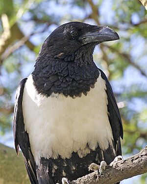 Pied crow Facts for Kids