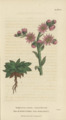 Plate 11 Sempervivum Tectorum - Conversations on Botany-1st editionf
