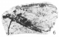 Plecia pulla holotype Rice 1959 pl1 fig6