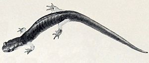 Plethodon shermani The biology of the amphibia (1931).jpg