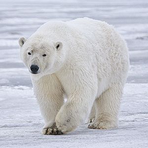 Polar Bear - Alaska (cropped).jpg