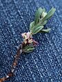 Polygonum shastense jeans 2-vein leaf