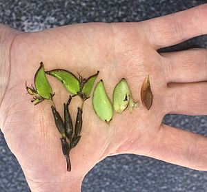 Posidonia australis fruits and seed