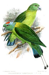 PrioniturusVerticalisKeulemans