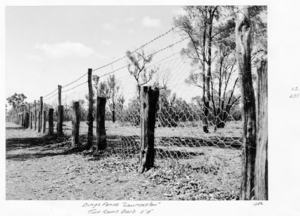 Queensland State Archives 5037 Dingo Fence Launceston two rows barb 56 1952