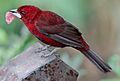 Ramphocelus carbo-20090208