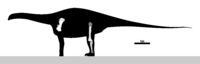 Rayososaurus Skeletal.svg
