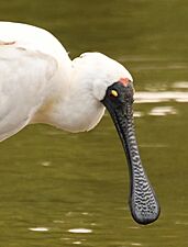 Royal Spoonbill 004a