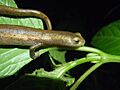 Salamandra de Mombacho (Bolitoglossa mombachoensis) (11457871254)