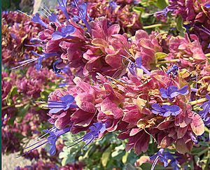 Salvia pachyphylla, the Rose Sage (10461533306).jpg