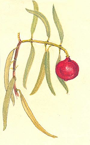 Santalum acuminatum(detail)