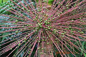 Seeds of the sierra palm