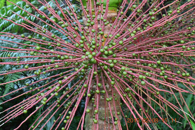 Seeds of the sierra palm