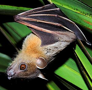 Short-nosed Fruit Bat (Cynopterus sphinx) Photograph By Shantanu Kuveskar.jpg