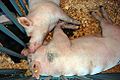 Slumbering Pigs (Marion County, Oregon scenic images) (marDA0005d)