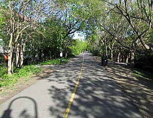 A paved path flanked by trees in an urban area