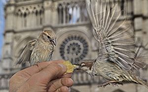 Sparrows being fed in front of Notre-Dame Cathedrale