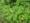 Rhus typhina, staghorn sumac, Potawatomi State Park