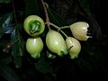 Starr 050818-4168 Syzygium jambos