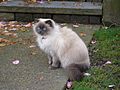Strathcona-Siamese-Persian-mix-cat-3730